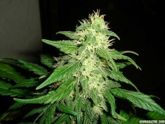 Showing Gallery For Kush Plant Wallpaper HD