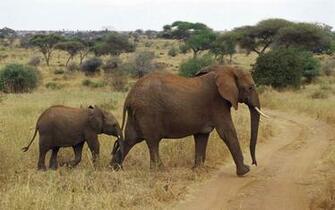 Tag Wildlife Wallpaper Background Photos Pictures And Image For