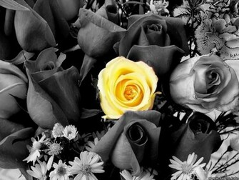 S Photography Flowers Black And White With Color Pictures