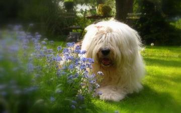 Wallpaper Old English Sheepdog Close Up Shaggy Dog