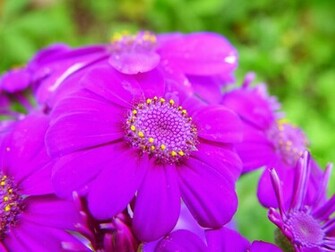 Bright Flower Wallpaper In High Resolution For Get