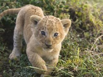 Lion Cubs Wallpaper HD Pictures Image Background