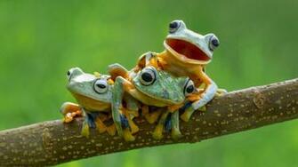 Amphibians Wallpaper X Net
