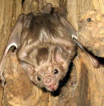 Vampire Bat Pictures Wallpaper Of