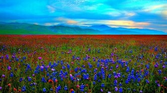 Field Of Flowers Wallpaper Hq Desktop