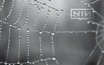 Nin Wallpaper By Ghostbroccoli