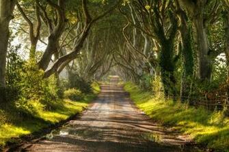 The Dark Hedges Northern Ireland By Chris Tait Pixdaus