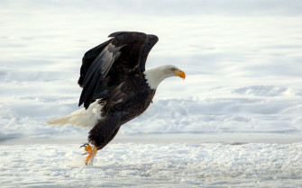 Flying Eagle Wallpaper 720p
