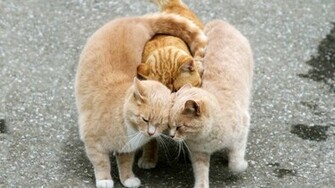 Funny Cat Desktop Background Wallpaper