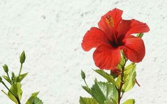 Tag Hibiscus Flowers Wallpaper Background Photos Image And