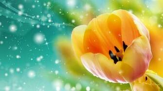 Flower Tulip Screensavers HD Background Wallpaper