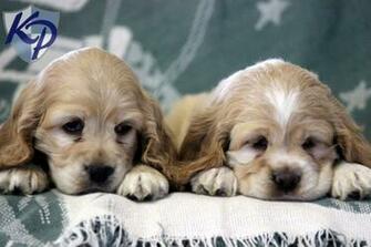 Source Url Kootation Cocker Spaniel Health Html