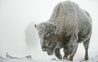 Bison Wallpaper HD