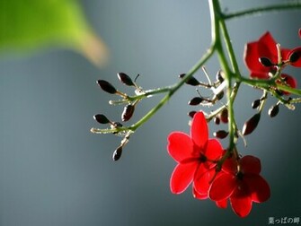 Spot Most Beautiful Wallpaper Html