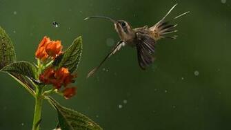 Spatial Memory Allows Hummingbirds To Rule The Roost Photography