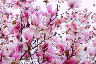 Magnolia Wallpaper