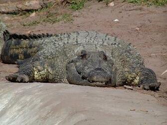 The Nile Crocodile Or Common Is An African Which