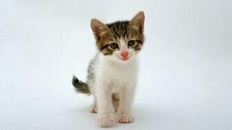 Kitten Wallpaper HD