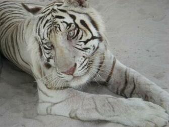 Hot Actress Wallpaper White Bengal Tiger Pictures