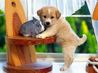 Puppy Wallpaper And Screensavers Desktop