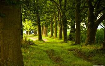Nature Green Color HD Wallpaper Good For Your Eyes Edmdroid
