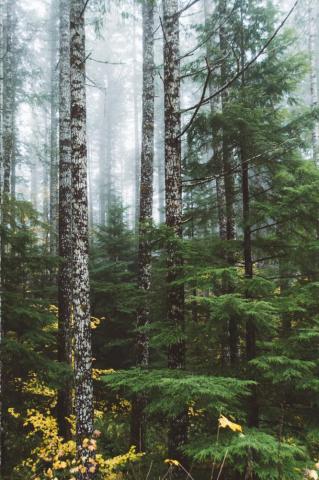 Faerie Moss And Fern