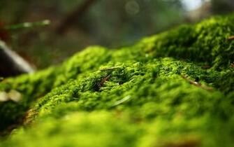 Greenish Background