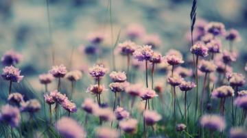 Summer Flowers Field Nature HD Wallpaper High