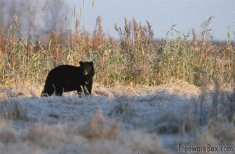 American Black Bear Screensaver Ware Screenshot Screensavers