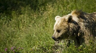 Bear Grizzly Wallpaper Background