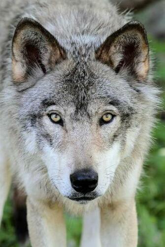 File Canis Lupus Po Jpg