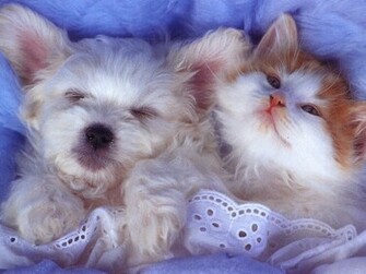 3d Wallpaper Baby Animal