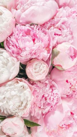 Beautiful Flower Wallpaper For iPhone Pink