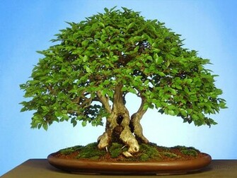 Wallpaper Bonsai