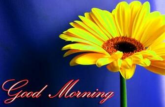 Good Morning Image Wallpaper Photo Pics HD For