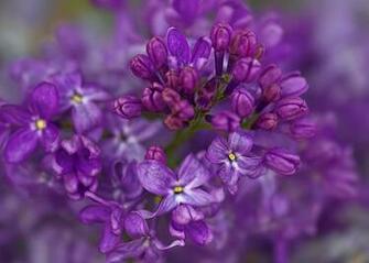 Soft Purple Lilacs Wallpaper