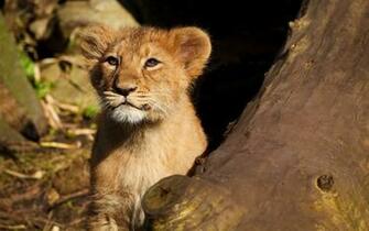 Lion Cub Wallpaper