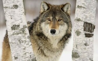 Gray Wolf Wallpaper Walltor