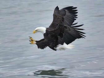 Mature Bald Eagle Fishing Homer Alaska Wallpaperuggest