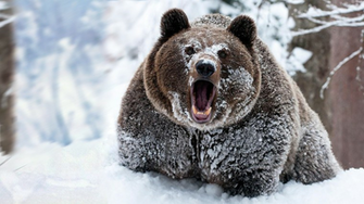 Digital Studio Cocaine Bear Wallpaper