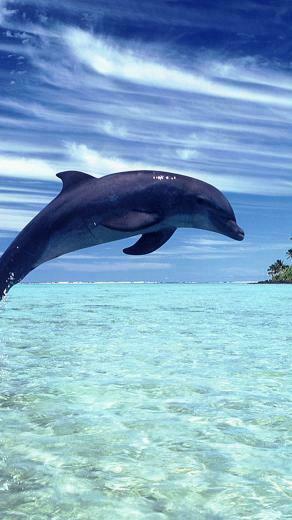 Dolphin iPhone Wallpaper Love