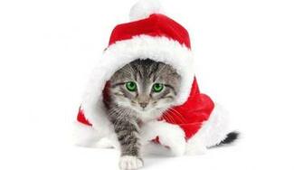 Cute Christmas Wallpaper Grasscloth