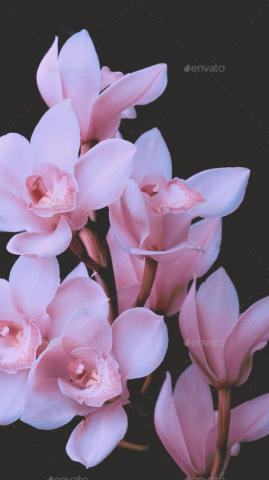 Fashion Aesthetic Wallpaper Phone White Flowers On Black