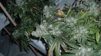 Ounce Bud Of Hydroponic Purple Kush HD Weed Wallpaper