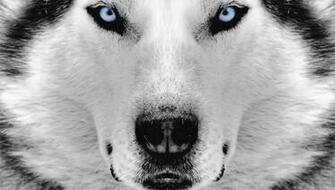 Siberian Husky Cool Wallpaper Animal Planet HD