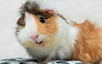 4k Guinea Pig Wallpaper High Quality