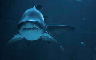 Beautiful Tiger Shark Pictures And Wallpaper