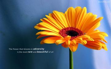 Inspirational Love Quotes Wallpaper