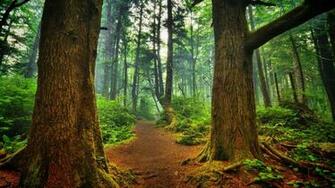 Nature Landscape Trees Wood Forest Leaves Branch Path