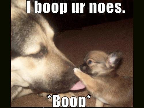 Funny Animal Pictures And Quotes Cute
